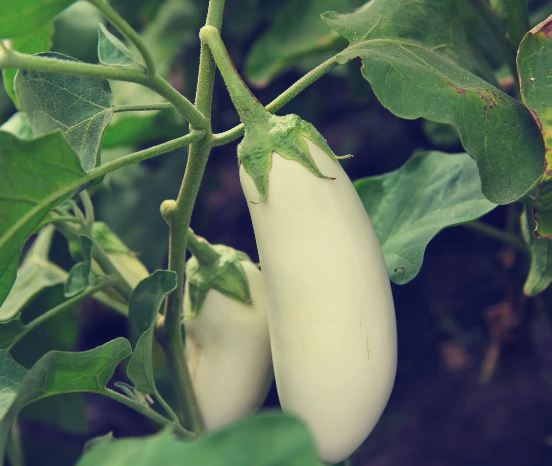 White eggplant in a tree