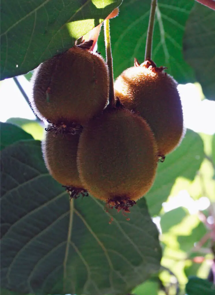 Kiwi on tree