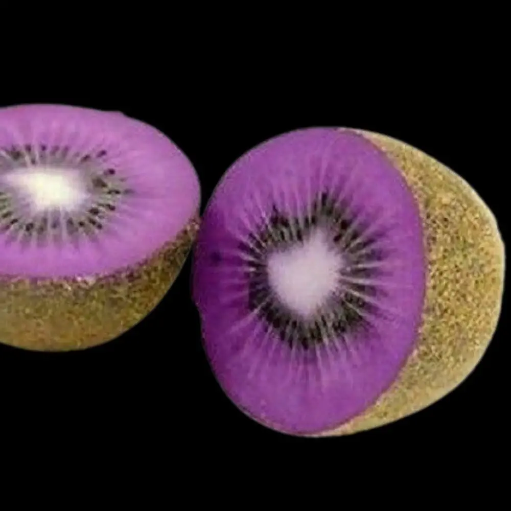 Purple kiwi