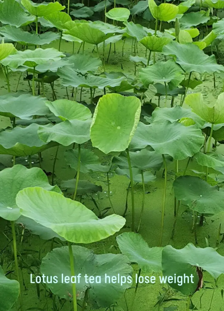 Lotus leafs