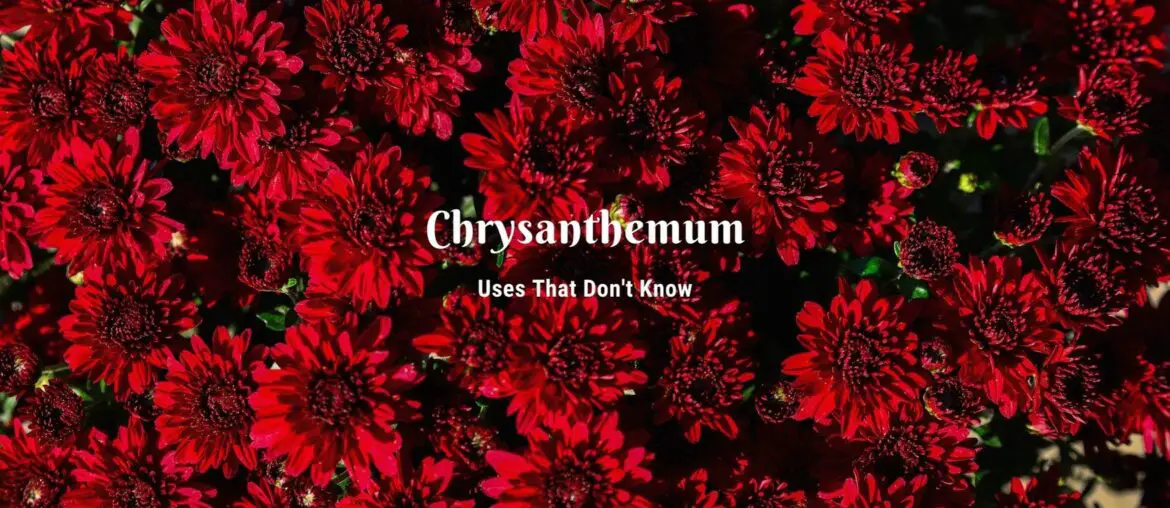 chrysanthemum types and uses