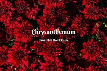 chrysanthemum types and uses