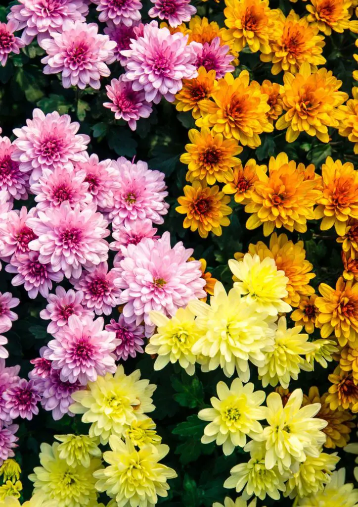 pink orange yellow chrysanthemums