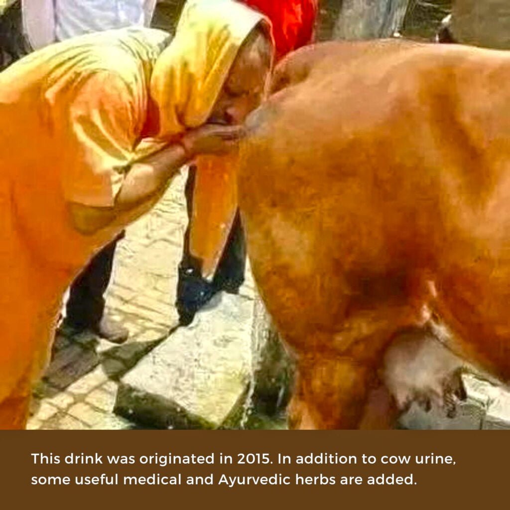 Cow urine drinking