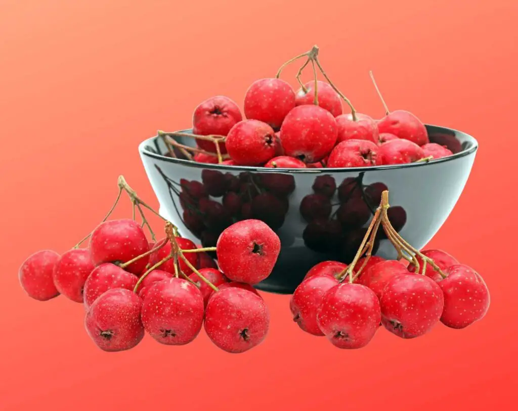 Hawthorn in bowl