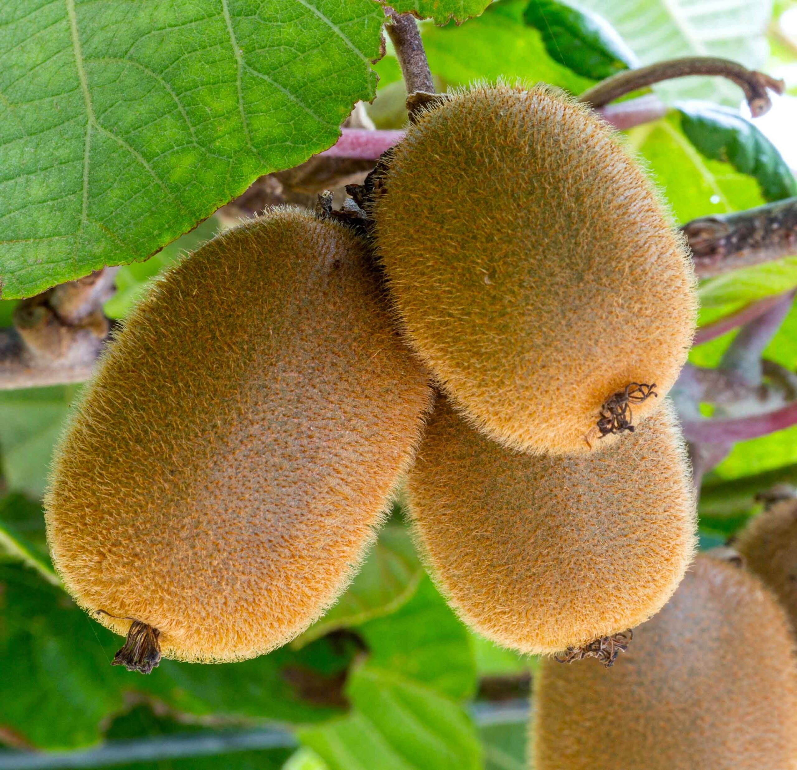 Unriped kiwifruit on tree