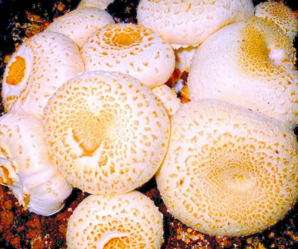 White Mushrooms