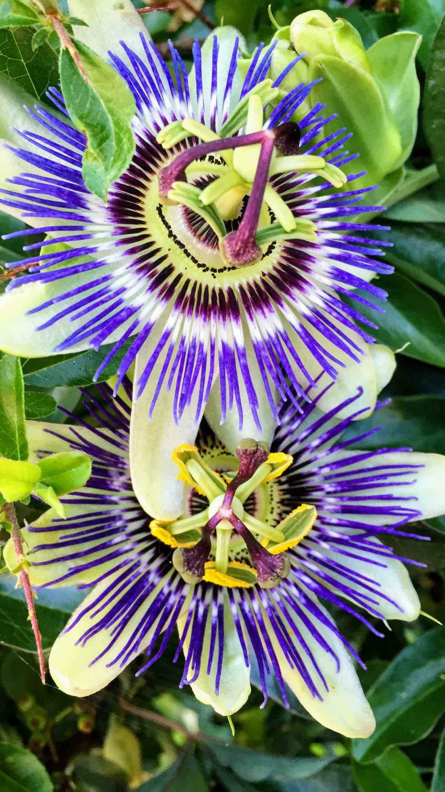 Blue passion flowers