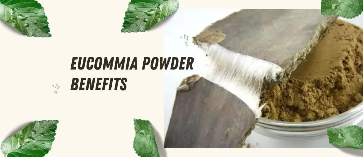 Eucommia powder benefits and efficacy