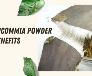 Eucommia powder benefits and efficacy