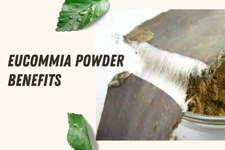 Eucommia powder benefits and efficacy