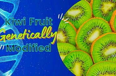 Is kiwi fruit genetically modified