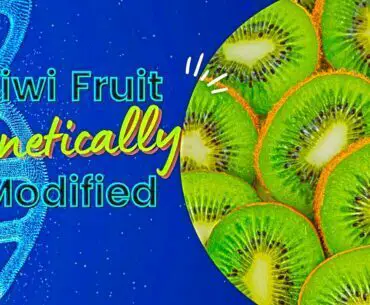 Is kiwi fruit genetically modified