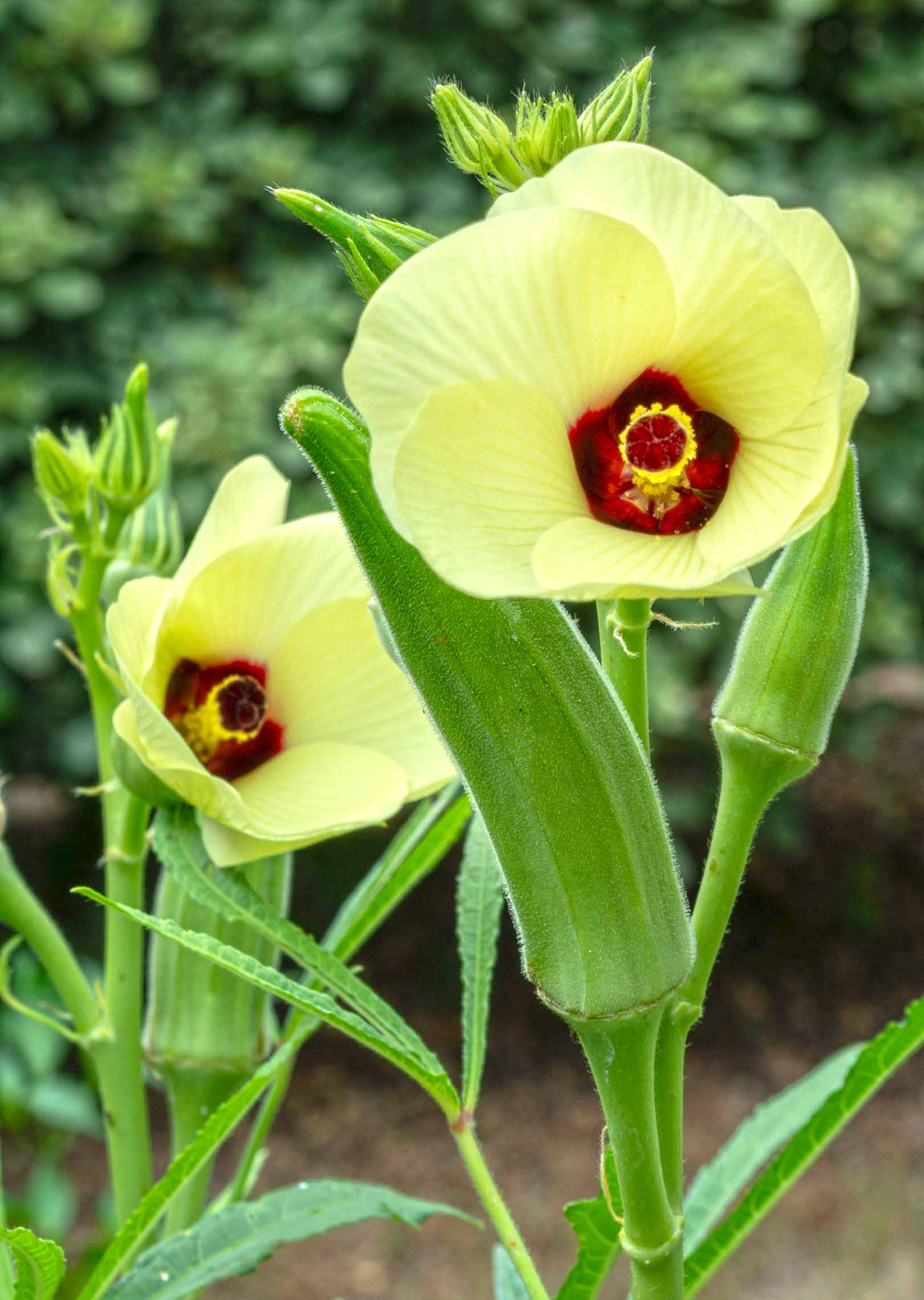 Okra pods and flower on the tree