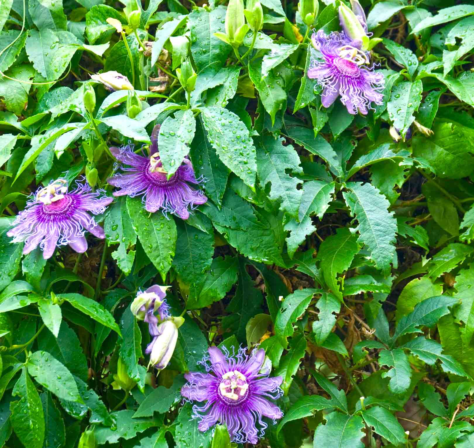 Passion flowers on vine