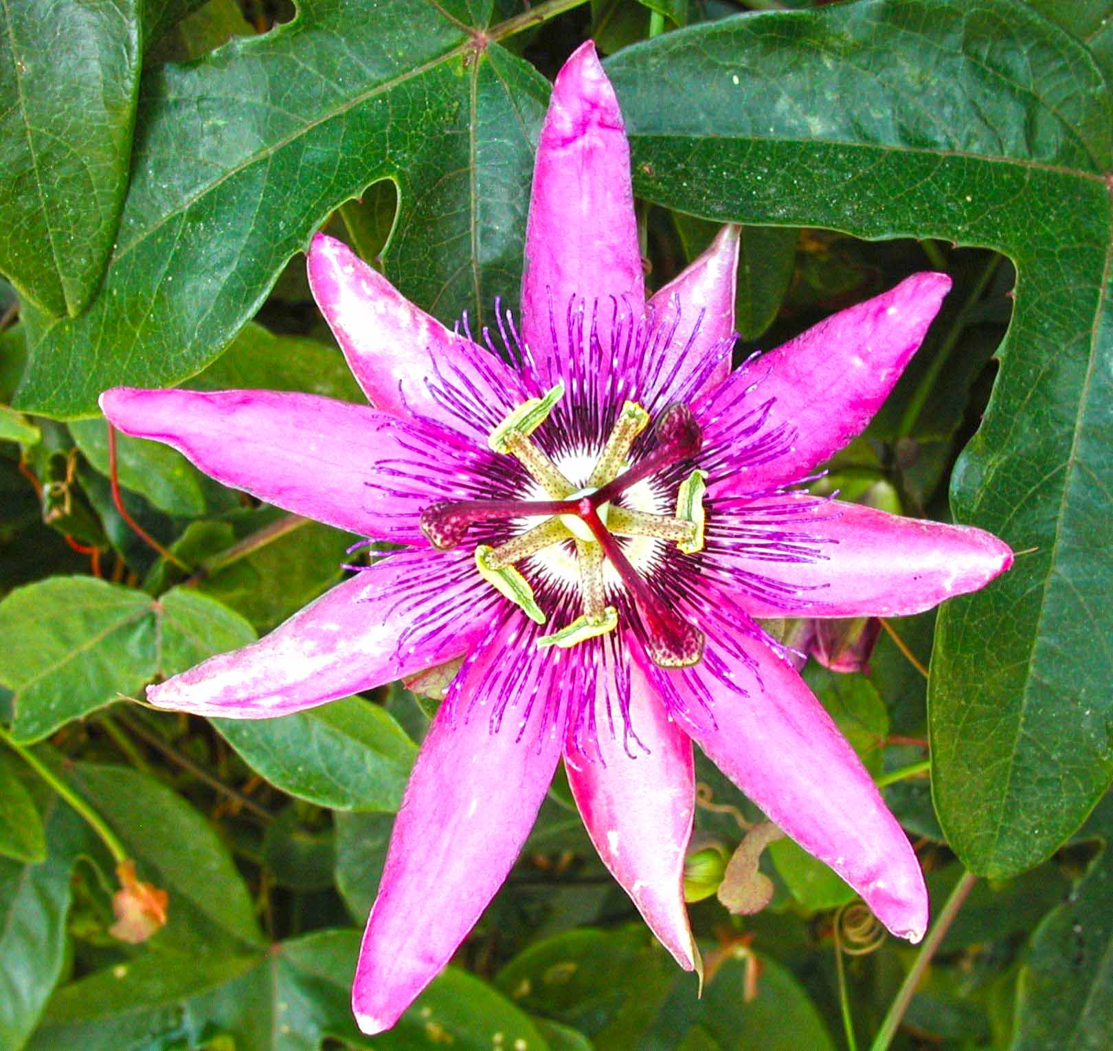 Purple passion flower