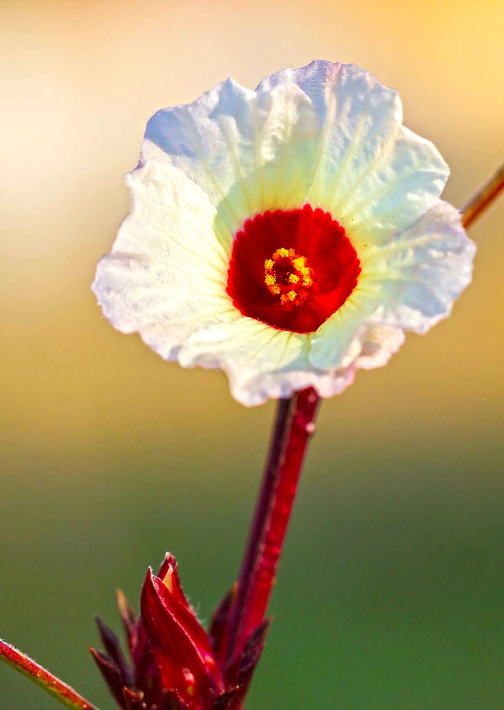Red okra flower
