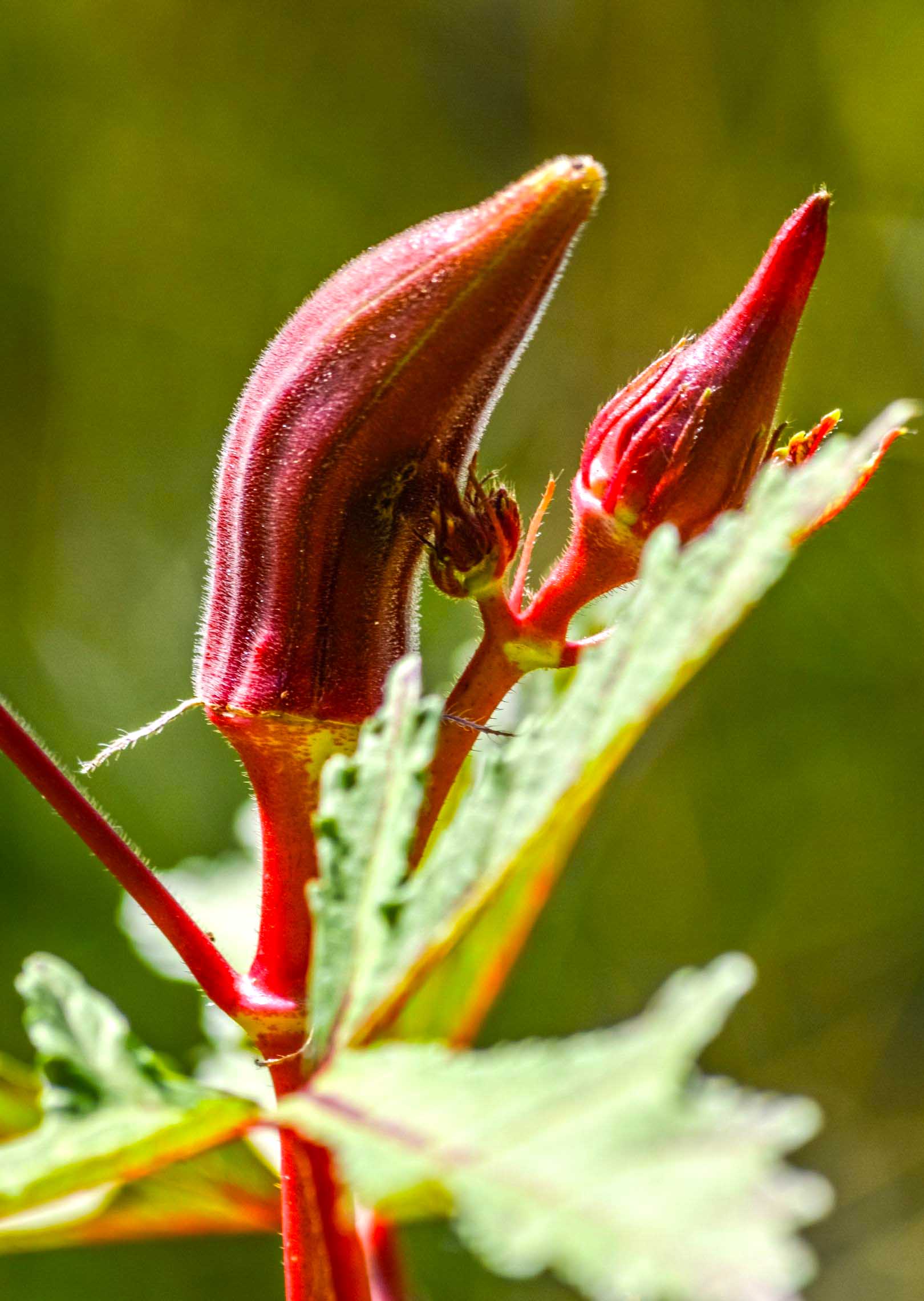 Red okra pods on tree