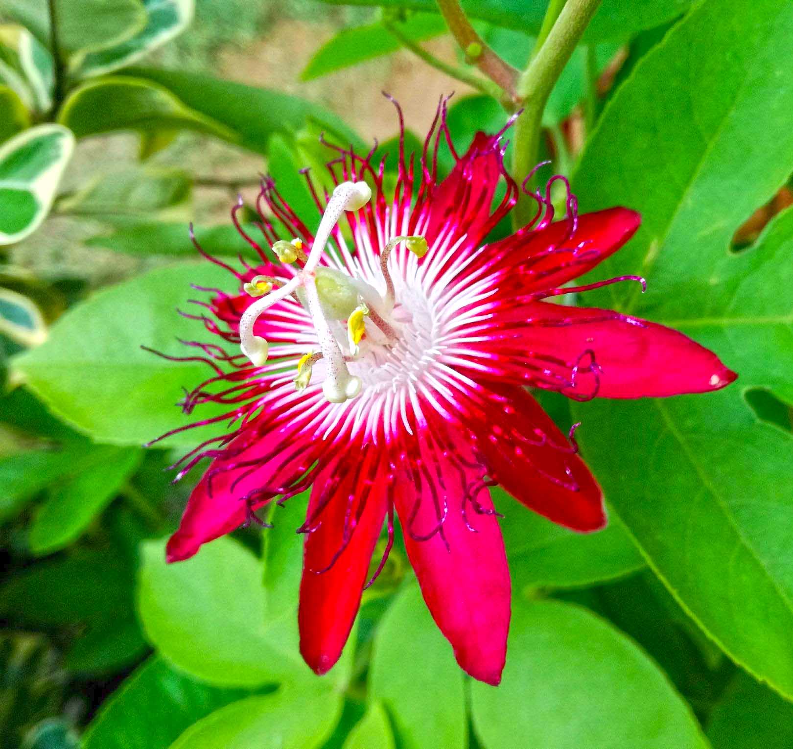 Red passion flower