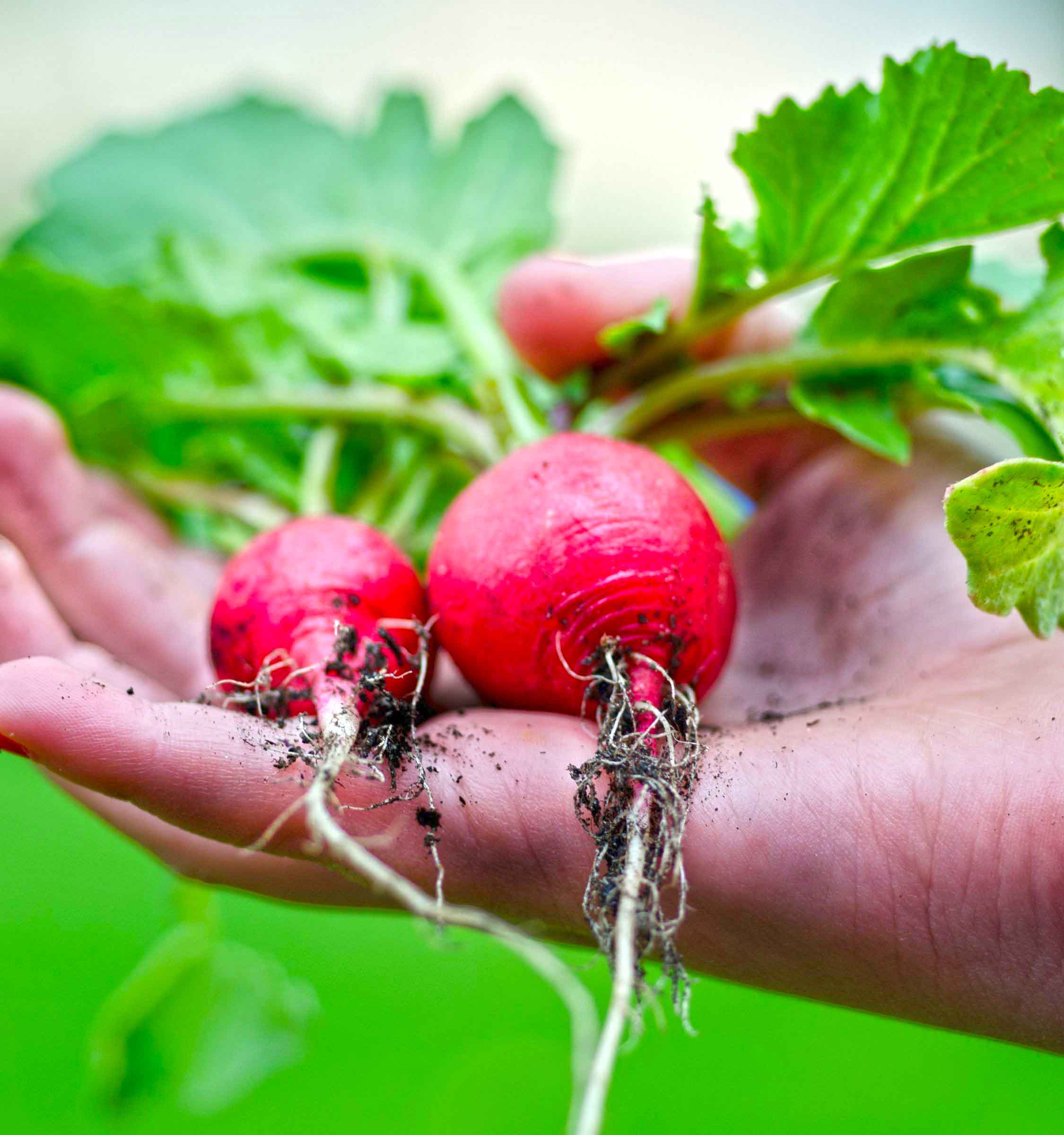 Cherry belle radish on palm