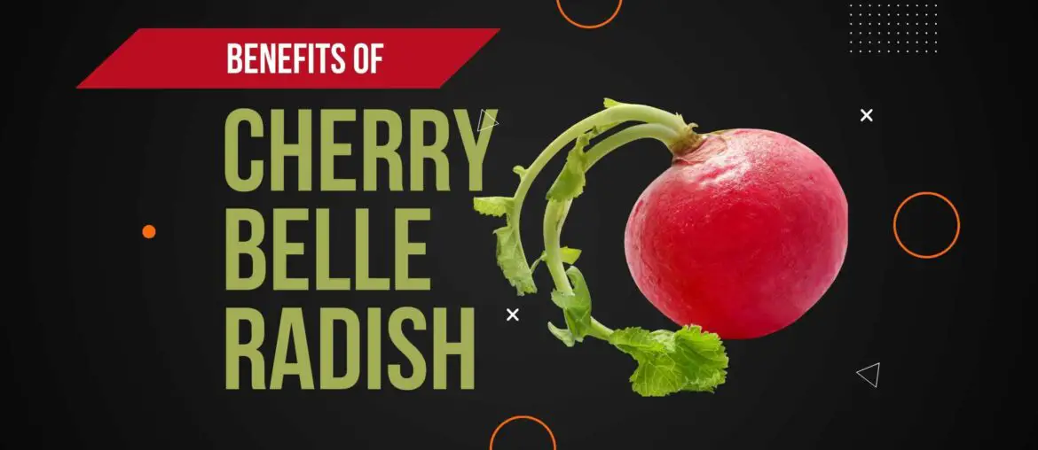 Cherry belle radish health benefits