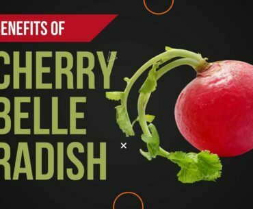 Cherry belle radish health benefits