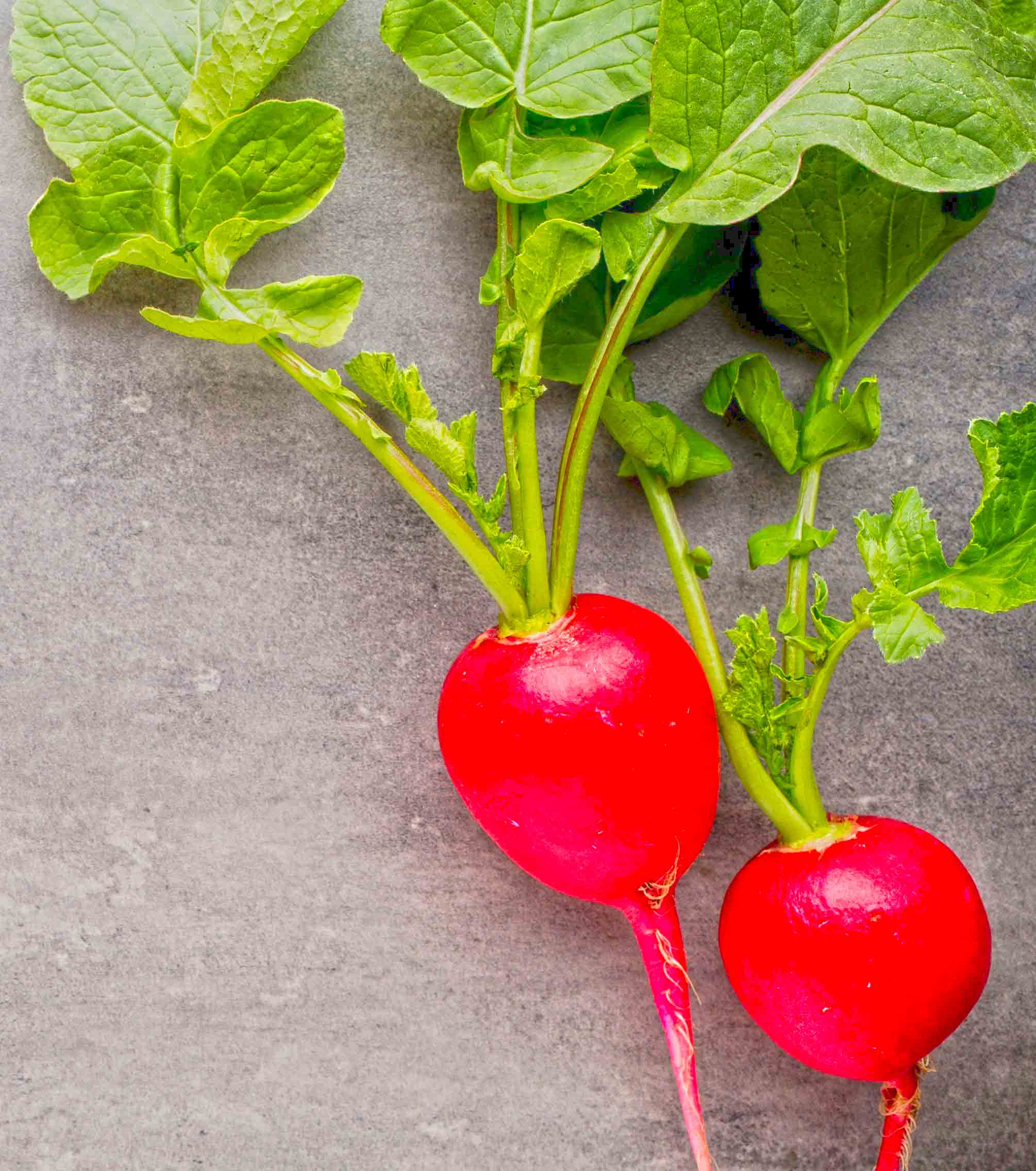 Cherry belle radish