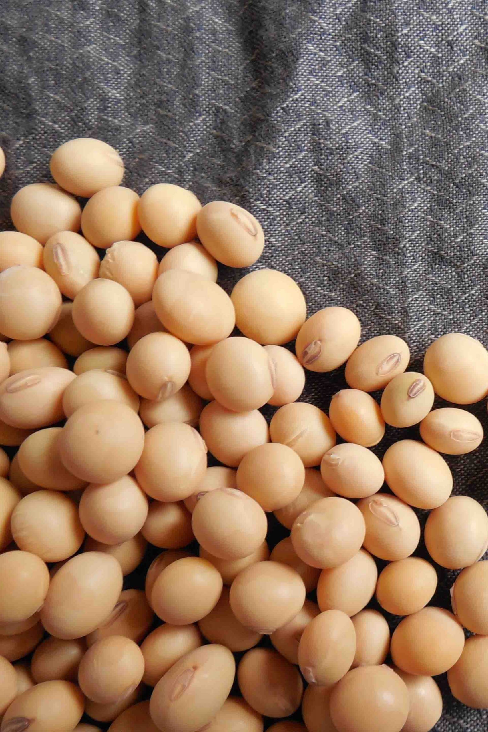 Is Soy Milk Bad For Women s Health Stethostalk