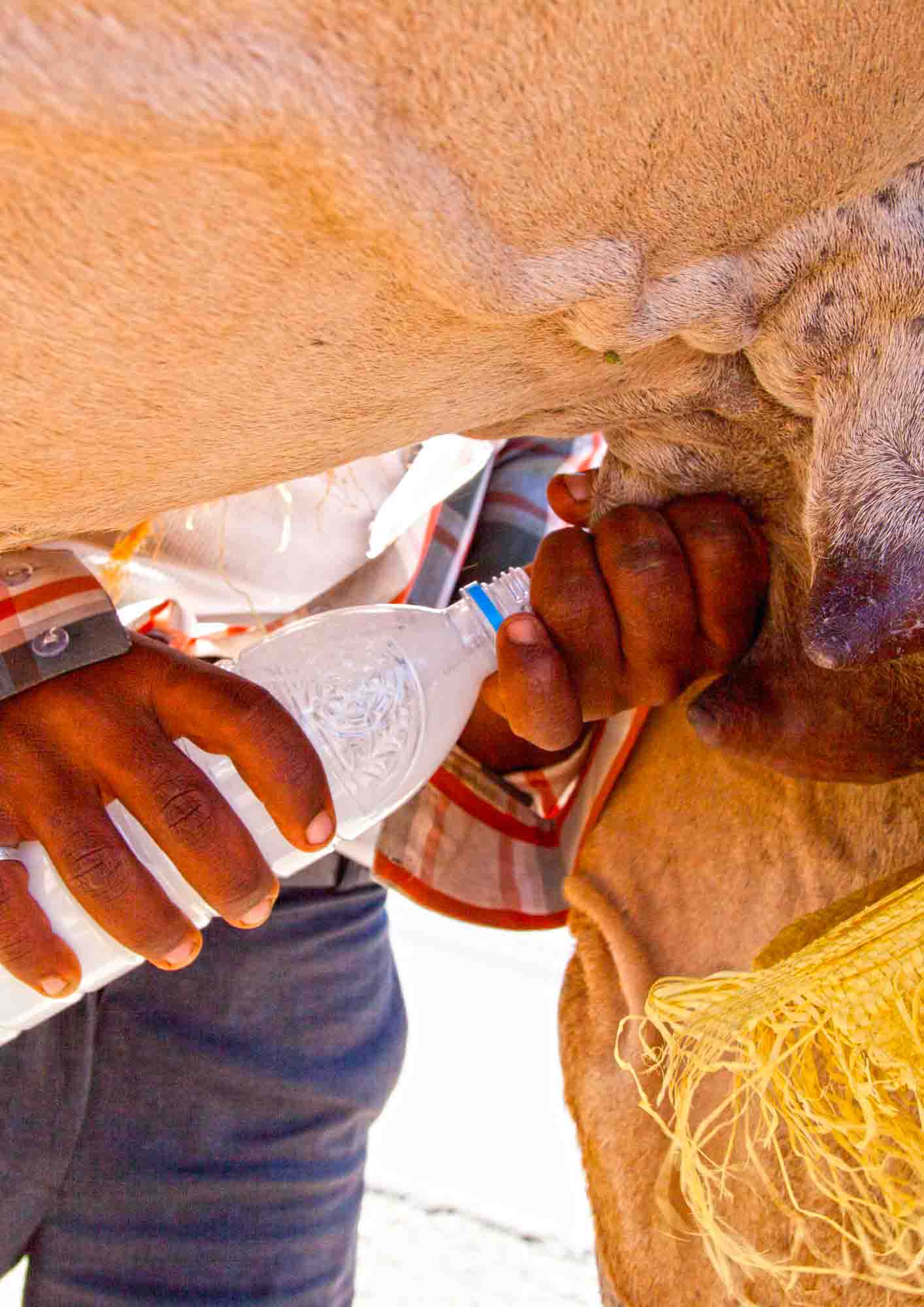 Milking camel milk