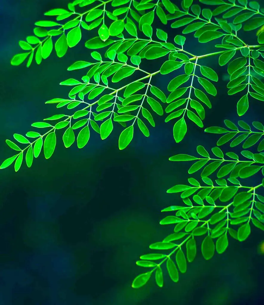 Moringa leaves