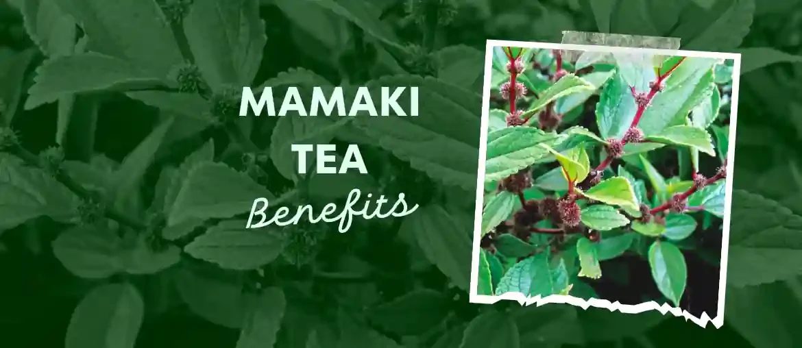 Benefits of mamaki tea
