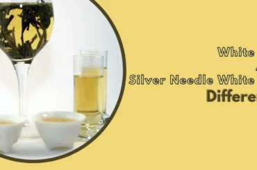 Difference between white tea and Silver Needle white tea