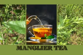 Manglier tea benefits