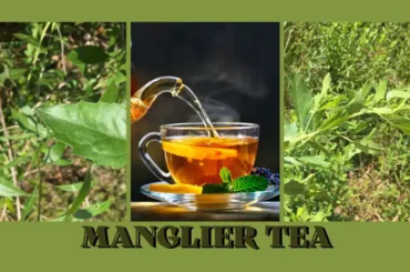 Manglier tea benefits