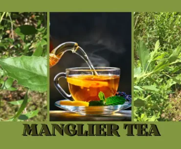 Manglier tea benefits