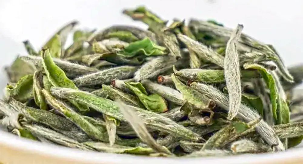 Silver needle white tea