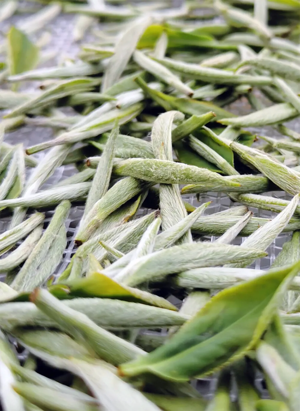 Silver needle white tea