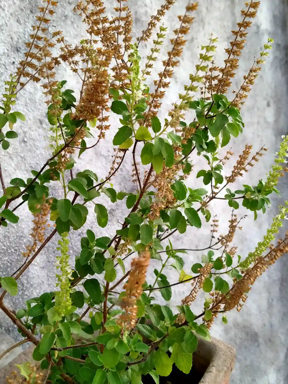 Tulsi leaves