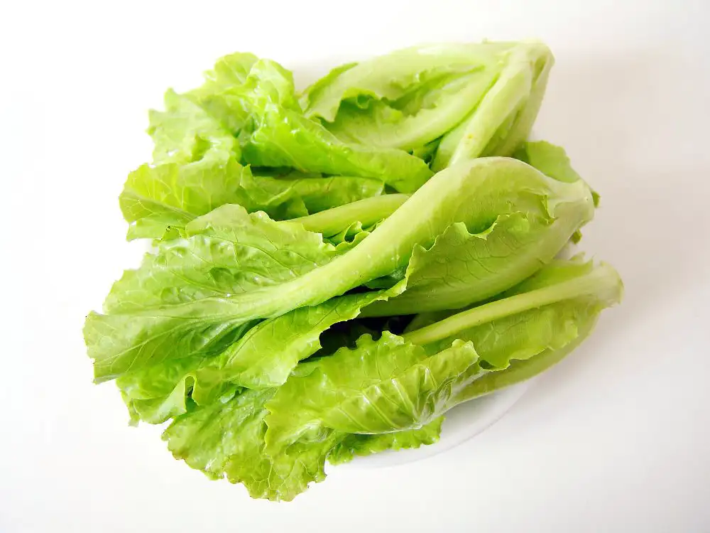 11 Low Carb High Fiber Vegetables That You Can't Ignore 7 Lettuce