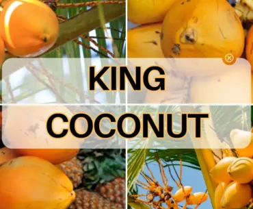 Benefits of drinking king coconut water
