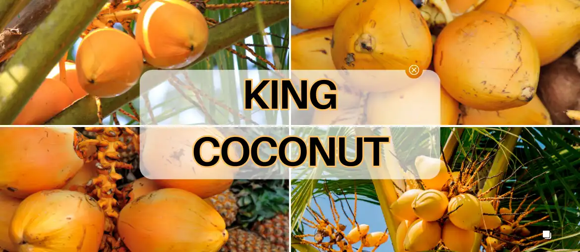 Benefits of drinking king coconut water