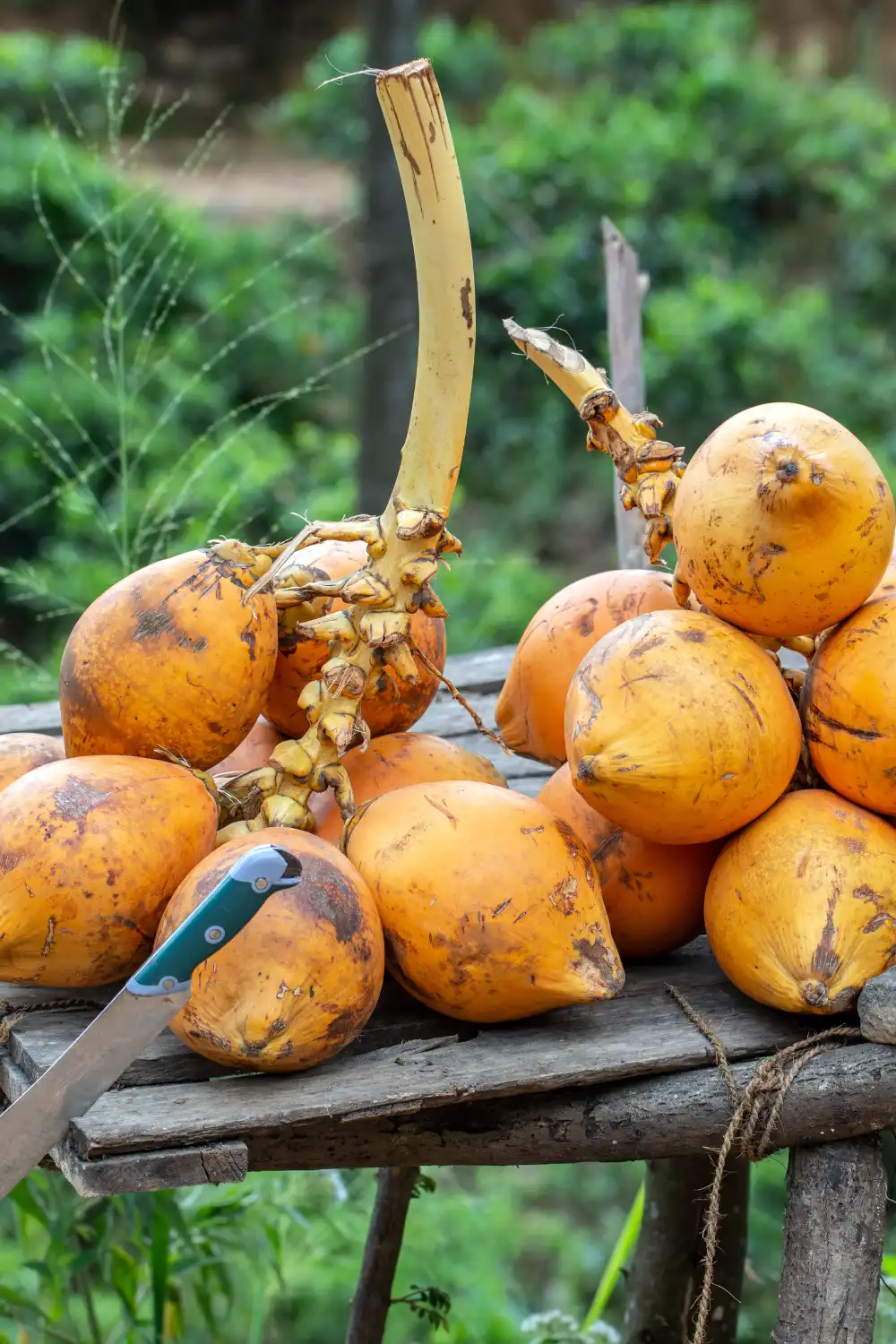 King coconut in local market of Sri Lanka